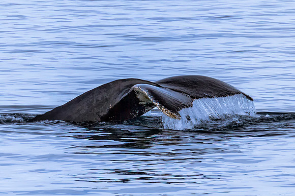 Humpback Fluke