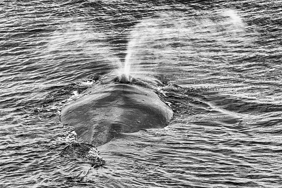 Thar' she blows!