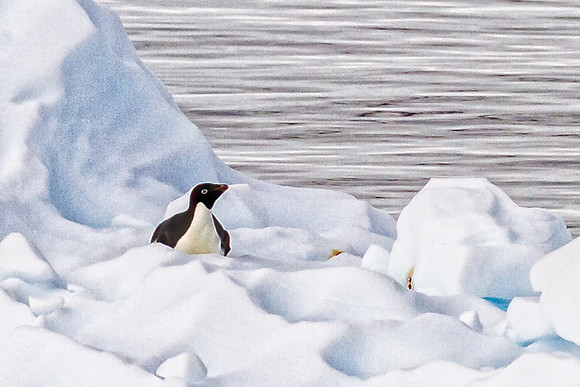 Adelie Penguin
