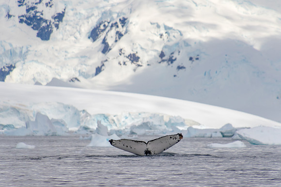 Andvord Bay Fluke