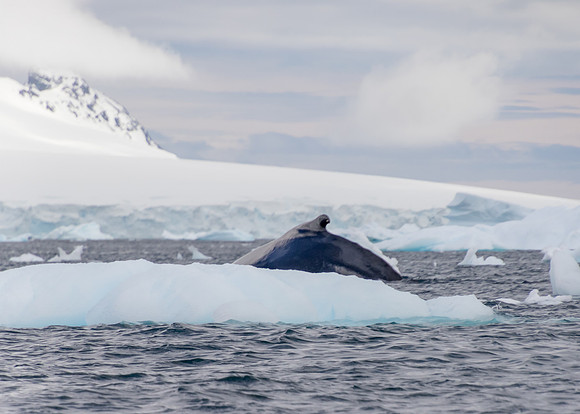 Humpback in Andvord Bay