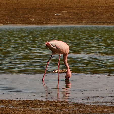 Coastal Wetlands, Walvis Bay, Namibia