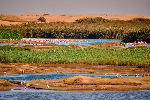Coastal Wetlands, Walvis Bay, Namibia