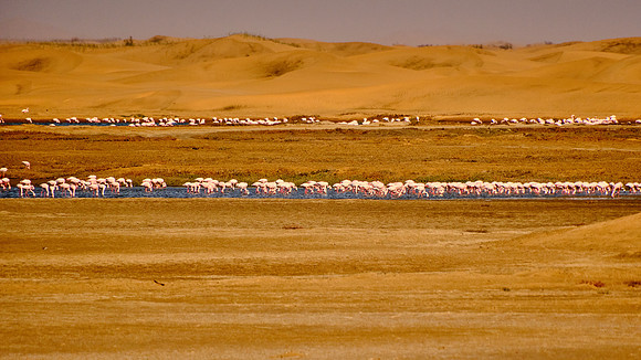 Coastal Wetlands, Walvis Bay, Namibia