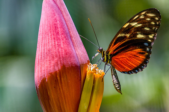 Golden helicon, Roatan, Honduras
