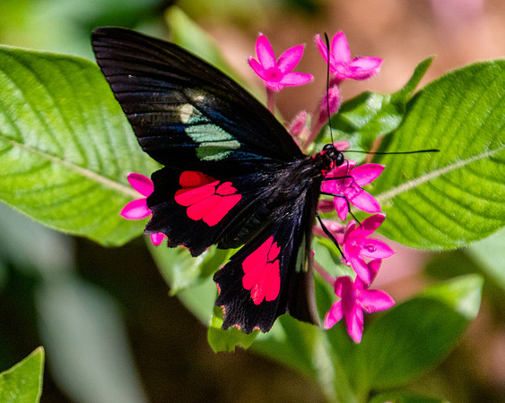 Cattleheart Butterfly,  Roatan, Honduras