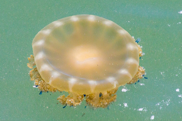 "Upside-Down" Jellyfish, Belize