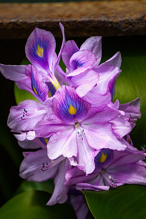 Purple Flower, Harvest Key, Belize