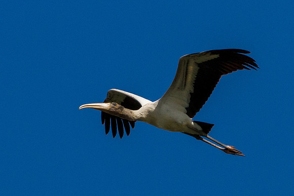 Wood Stork