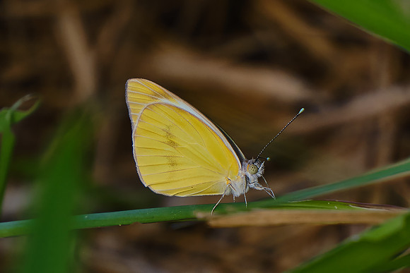 Great Southern White Butterfly