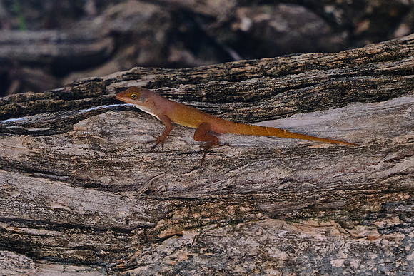 A friendly Anole