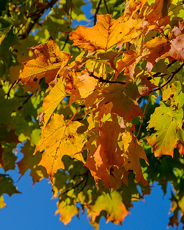 Autumn Leaves