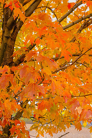 Erie Canal Foliage