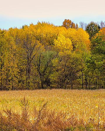 Autumn Gold