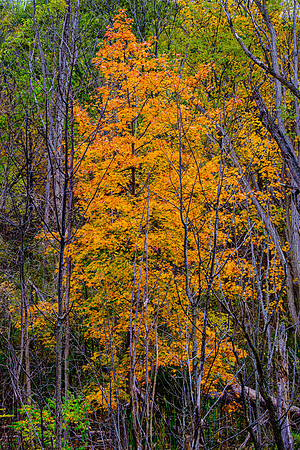 Flame in the Forest