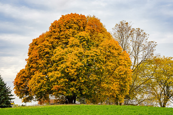 Giant Maple Tree, Central New York