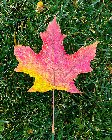 Brilliant Maple Leaf