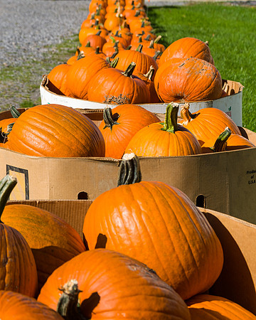 Endless Pumpkins - J&A Farm, Avon, NY