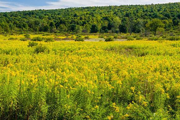Fields of Goldenrod