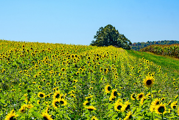 Sunflower Country, East Bloomfield, NY