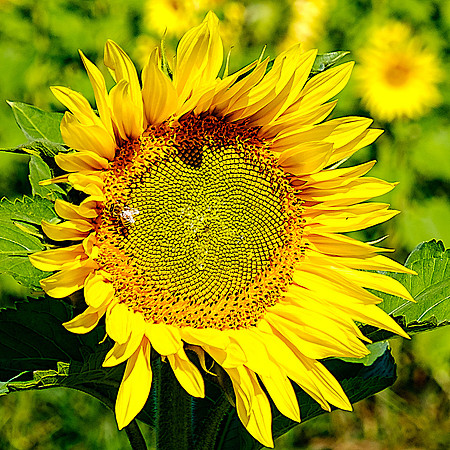 Sunny Bee