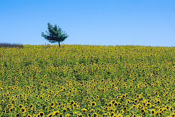 Sunflower Country, East Bloomfield, NY