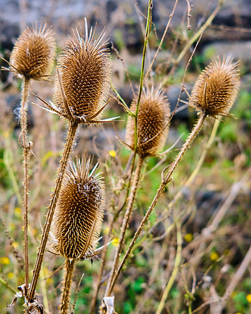 Teasel:Dipsacus Sylvestris