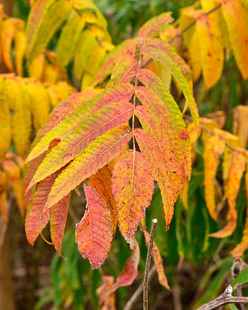 Fall Sumac