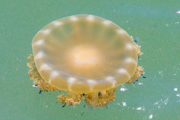 "Upside-Down" Jellyfish, Belize