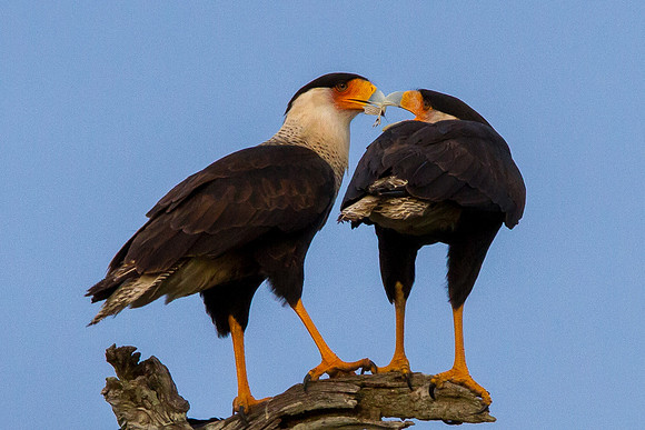 Sharing