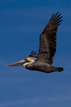Brown Pelican