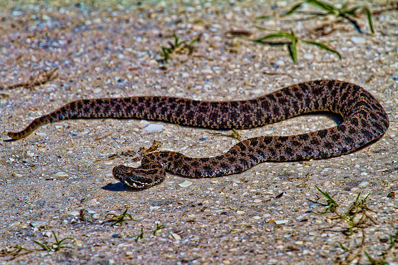 Pygmy Rattlesnake