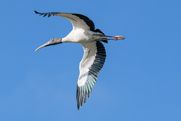 Woodstork