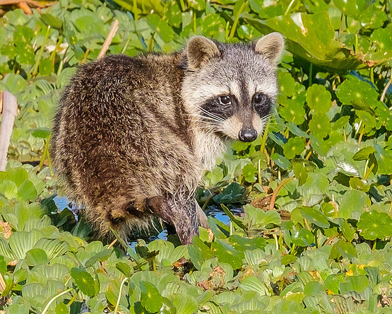 Raccoon