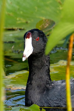 American Coot