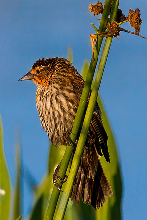 Female Red-Winged Blackbird