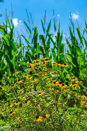 Corn & Black-eyed Susans