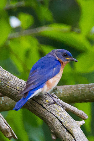 Eastern Bluebird