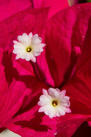 Beach Blooms