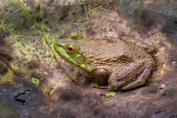 Green Frog