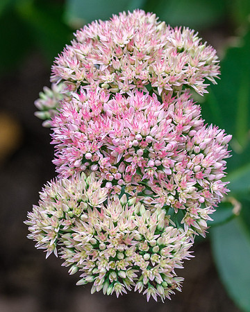 Stonecrop Flower