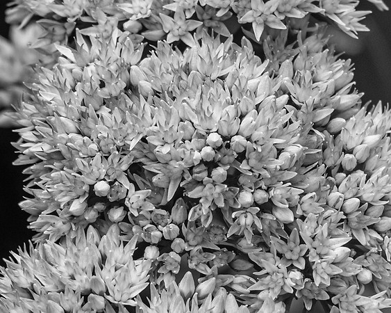 Stonecrop B&W