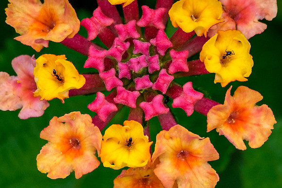 Lantana