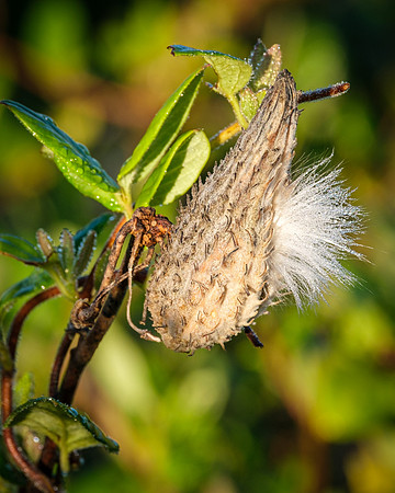 Milkweed Seedpod