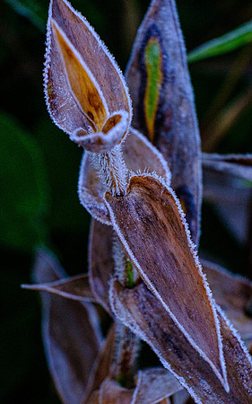Hoarfrost Milkweed Plant