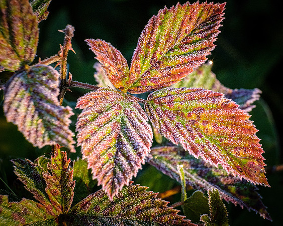 Frosted Raspberry Leaves
