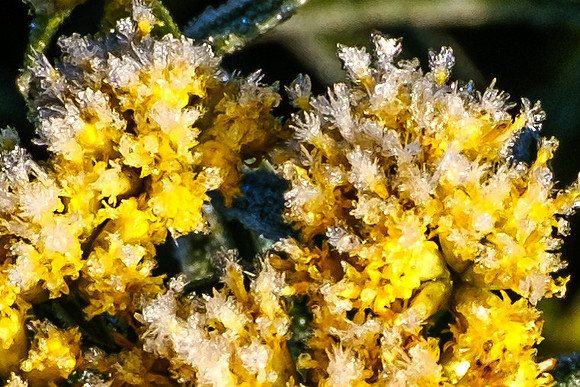 Frosted Goldenrod