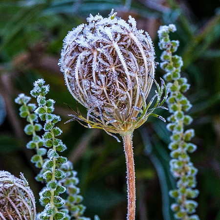 Frost on Queen Anne's Lace