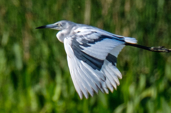 Molting Adolescent Little Blue Heron