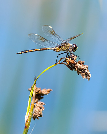 Four Spot Pennant Dragonfly